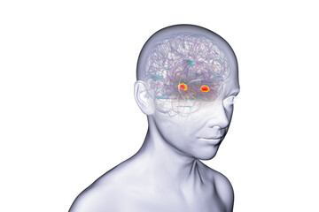 Human brain with highlighted amygdala, 3D illustration