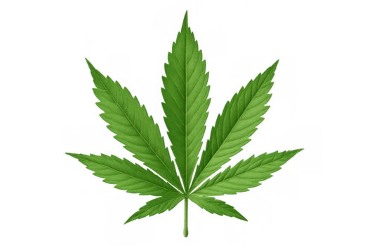 Cannabis sativa or marijuana leaf on transparent background showing serrated edges and vibrant green color for health and nature concepts