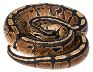 Coiled reptile with brown, black, and tan patterns, isolated on a white backdrop