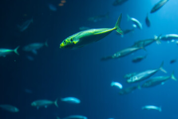 Sea fish in blue light. Underwater harmony.