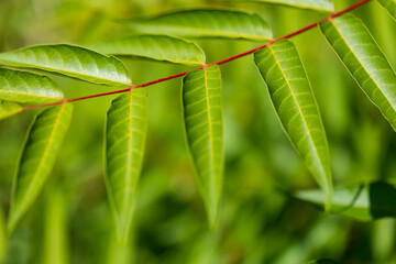 Nature of green leaf. environment ecology greenery wallpaper