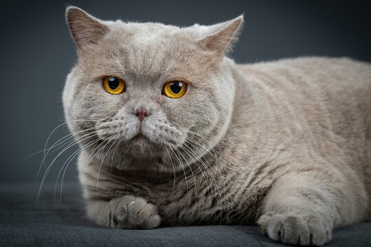 Portrait of lying gray cat with orange eyes close-up. British blue Shorthair cat
