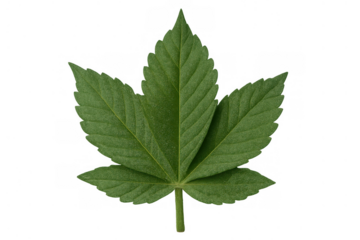 Green cannabis sativa leaf, providing natural element for various designs. Isolated on transparent background