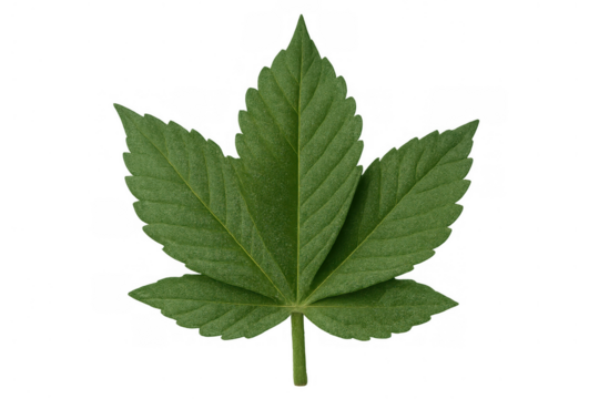 Green cannabis sativa leaf, providing natural element for various designs. Isolated on transparent background