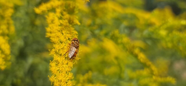 small bee foraging on goldenrod flowers, which belong to the Solidago genus. 