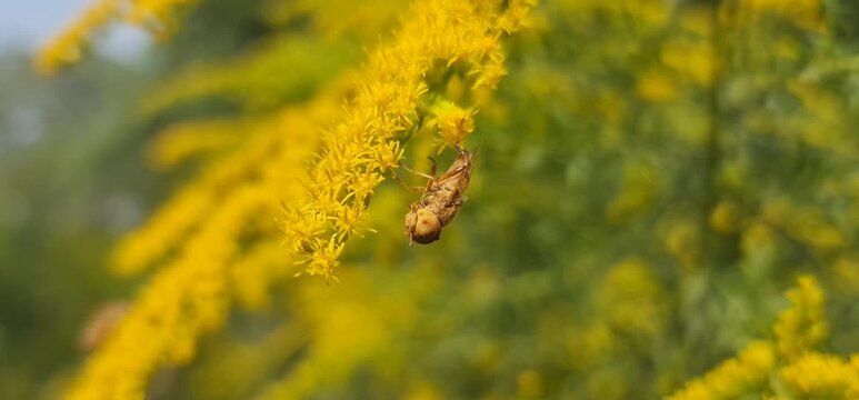 small bee foraging on goldenrod flowers, which belong to the Solidago genus. 