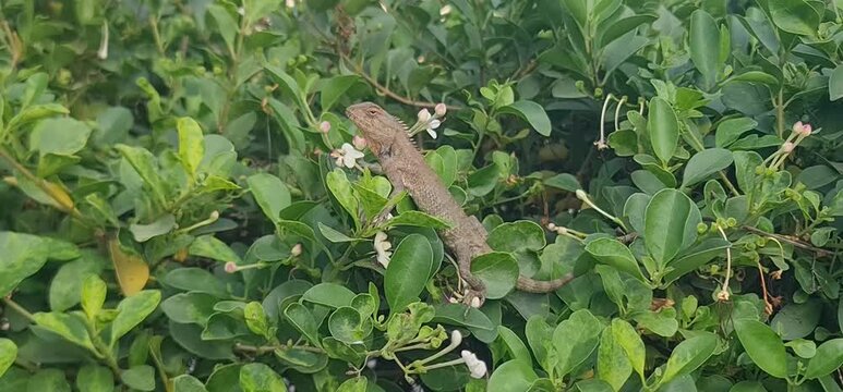 A Juvenile Oriental Garden Lizard Resting Motionless: The Perfect Natural Camouflage Displayed Against the Textured Green Leafy Environment