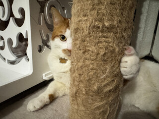 A ginger and white cat hiding behind a scratching post, peeking out with one eye while hugging the...