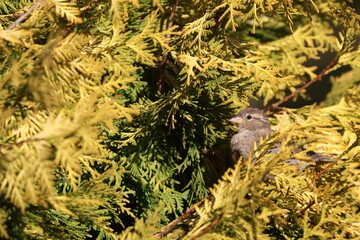 Female House Sparrow (Passer domesticus) sitting in a thuja tree. This bird occurs in Europe and Asia and has been introduced to America, Africa, Australia and New Zealand