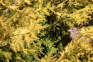 Female House Sparrow (Passer domesticus) sitting in a thuja tree. This bird occurs in Europe and Asia and has been introduced to America, Africa, Australia and New Zealand
