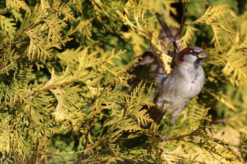 Male House Sparrow (Passer domesticus) sitting in a thuja tree. This bird occurs in Europe and Asia and has been introduced to America, Africa, Australia and New Zealand
