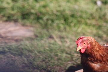Portrait of a brown free-range hen chicken with red comb and wattles, walking outdoors on textured ground in natural daylight