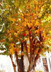 Multicolored Serviceberry Tree in Autumn
