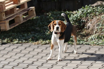 Happy tricolor beagle dog walking on sunlit outdoor stone-paved path, tongue out, lively pet portrait in natural daylight