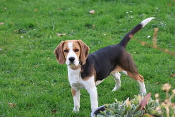 Full body beagle dog standing on green grass, adorable tricolor pet with brown, white and black fur outdoors, cute domestic animal in park or garden, playful dog portrait