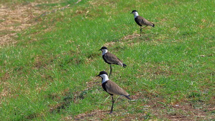 Northern Lapwing  Vanellus vanellus  in the field