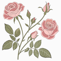 Pink Roses Clipart, Roses bouquet, Printable Watercolor clipart, Watercolor clipart of a bouquet of pink roses, suitable for printing and decorative purposes. 