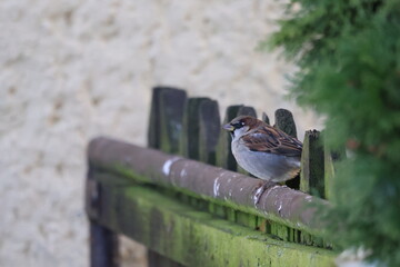 Male House Sparrow (Passer domesticus) sitting on a fence. This bird occurs in Europe and Asia and has been introduced to America, Africa, Australia and New Zealand
