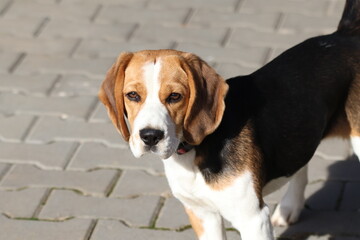 Cute beagle puppy portrait on a grey background. Beagle dog standing on pavement with eyes closed in sunlight, relaxed pet enjoying warm day outdoors
