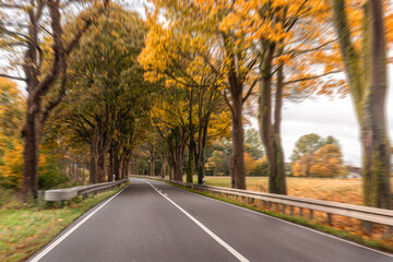 Fototapeta premium Autumn countryside road between trees and fields. Path in perspective.