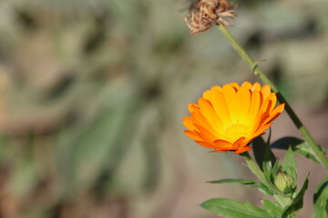 Orange Calendula flowers growing in the garden. A closeup shot of a garden of pot marigolds on a sunny summer day
