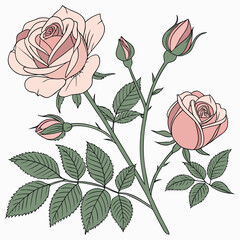 Pink Roses Clipart, Roses bouquet, Printable Watercolor clipart, Watercolor clipart of a bouquet of pink roses, suitable for printing and decorative purposes. 