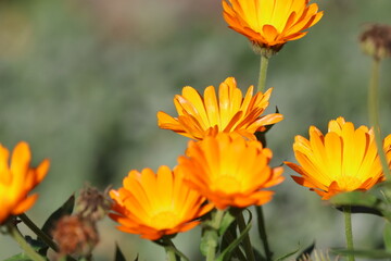 Orange Calendula flowers growing in the garden. A closeup shot of a garden of pot marigolds on a sunny summer day
