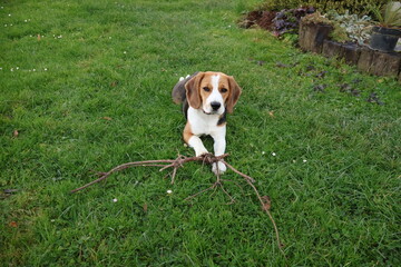 Playful beagle puppy lying on green grass with a stick in mouth, happy dog enjoying outdoor fun in autumn garden