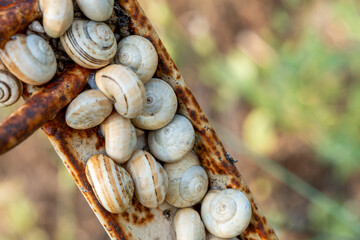 Cluster of snails on rusty metal surface detailed macro shot showing spiral shells texture contrast between organic life and decaying industrial material in natural outdoor setting