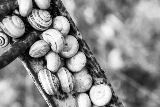 Black and white macro shot of snails on rusty metal surface showing spiral shells contrast between organic life and industrial texture artistic minimalistic nature composition