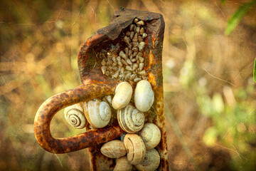 Close up of snails gathered on rusty metal handle in warm golden light macro photo showing natural texture contrast between organic shells and aged metallic surface artistic tone