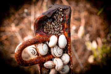 Macro photography of snails resting on rusty iron handle under vivid warm light detailed shells contrast with aged metallic surface combining natural beauty and industrial decay