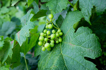 Close up of green grape cluster on vine surrounded by leaves detailed macro photography capturing natural texture organic freshness and summer vineyard atmosphere bright tones