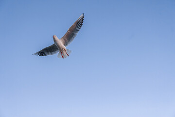 Seagull with open wings in clear sky. Free flight.