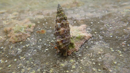 Mediterranean rocky shore hermit crab or Mediterranean intertidal hermit crab (Clibanarius erythropus) in common cerith (Cerithium vulgatum) shell undersea, Ligurian Sea, Italy, Imperia