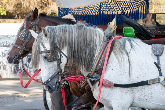 Moroccan carriage horses in Jemaa el-Fnaa square in Marrakech, Morocco.  Horse carriage in Marrakech, Morocco. 