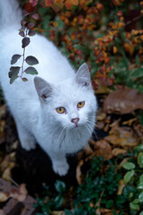 cat in the garden