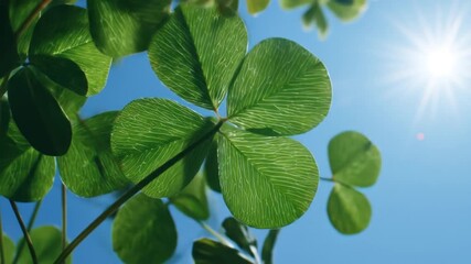 A vibrant shot of a four-leaf clover, back-lit by the sun. Blue sky behind. Lucky charm theme