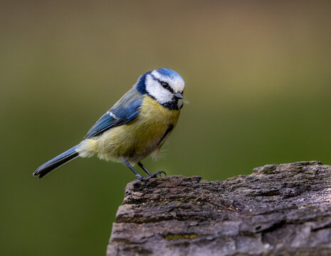A beautifully detailed close-up of a Blue Tit (Cyanistes caeruleus) perched on a weathered tree trunk. Captured in natural woodland light, the image highlights the bird’s vibrant blue and Yellow. 
