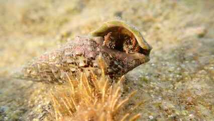Mediterranean rocky shore hermit crab or Mediterranean intertidal hermit crab (Clibanarius erythropus) in common cerith (Cerithium vulgatum) shell undersea, Ligurian Sea, Italy, Imperia
