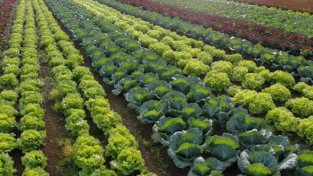 Aerial drone shot above mosaic of open-field vegetables