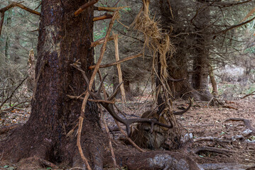 Rothirsch-t&ouml;tliches Fegen