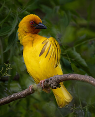 African Golden Weaver Preening