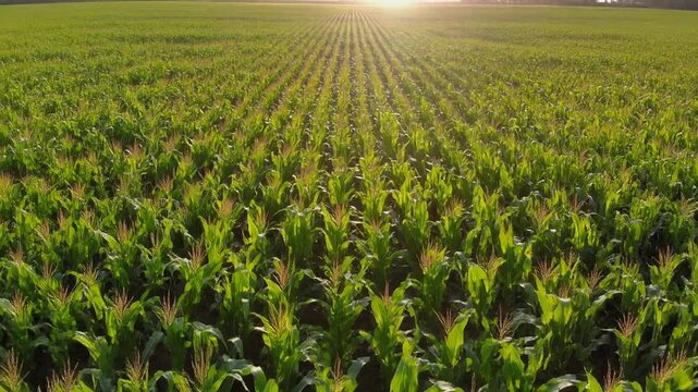Aerial drone shot of a Converging Corn Rows at Sidelight