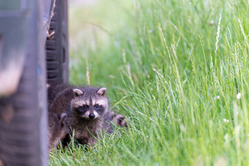 Junge Marderhunde auf Abwegen