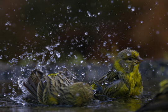 European serin