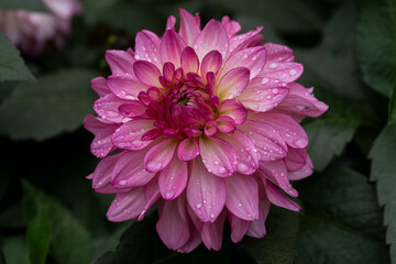 Fototapeta premium Detailed view of a soft pink and white dahlia flower with dewdrops. The close-up showcases petal texture, gentle lighting, and harmonious color tones.