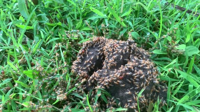 Termites and isoptera, flying termites or winged termites or Alate, known as Laron by most Indonesians come out of their underground nests.