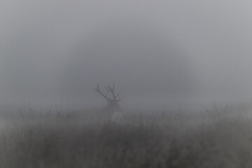 Rothische im Morgennebel