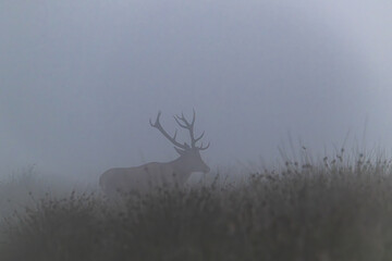 Rothische im Morgennebel